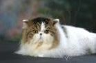 Persian kittens