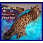 Bengal kittens