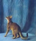 Abyssinian kittens