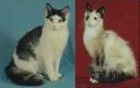 LaPerm kittens