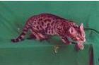 Bengal kittens