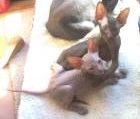 Peterbald kittens for sale