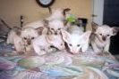 Siamese kittens for sale 