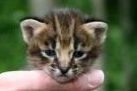 Savannah kittens