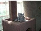 American Shorthair kittens