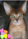 Abyssinian kittens