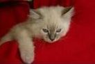 Ragdolls kittens