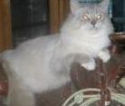 Ragdolls kittens