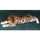 Bengal kittens