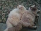 Ragdoll kitens for sale Georgia