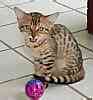 Bengal Kittens for sale