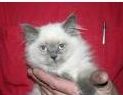 Himalayan kittens