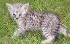 Savannah kittens