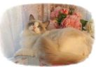 Ragdoll kitens for sale Illinois