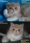 Himalayan kittens