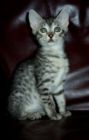 Egyptian Mau kittens