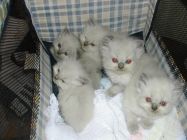 Himalayan kittens