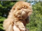 Persian kittens for sale - Various colors combinations. Located in the ...