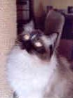 Ragdolls kittens
