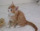 Maine Coon kittens