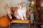 Exotic Shorthair kittens