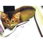 Somali kittens