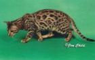 Bengal kittens