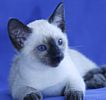 Siamese kittens for sale