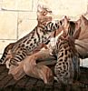 Bengal kittens for sale