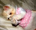 Persian kittens for sale