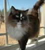 Ragdoll kittens for sale 