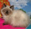 Persian kittens for sale