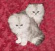 Persian kittens for sale 