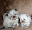 Himalayan kittens for sale 