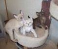 Burmese kittens for sale 