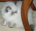 Himalayan kittens for sale 