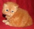 Persian kittens for sale 