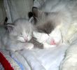 Ragdoll kittens for sale North Carollina
