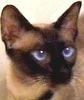 Siamese kittens for sale