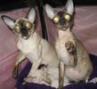 Cornish Rex kittens for sale