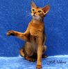 Abyssinian kittens for sale 