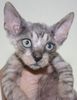 Devon Rex kittens for sale 