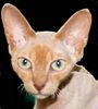 Cornish Rex kittens for sale 