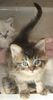 Ragdoll kittens for sale 