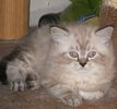 Himalayan kittens for sale