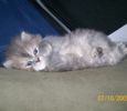 Persian / Himalayan kittens for sale
