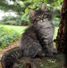 Maine Coon kittens for sale