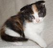 Scottish Fold kittens for sale 