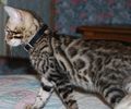 Bengal kittens for sale
