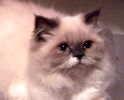 Persian kitten for sale